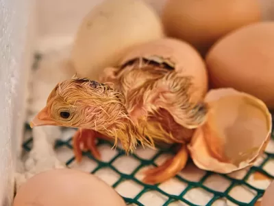 chick-hatching-incubator-640313674